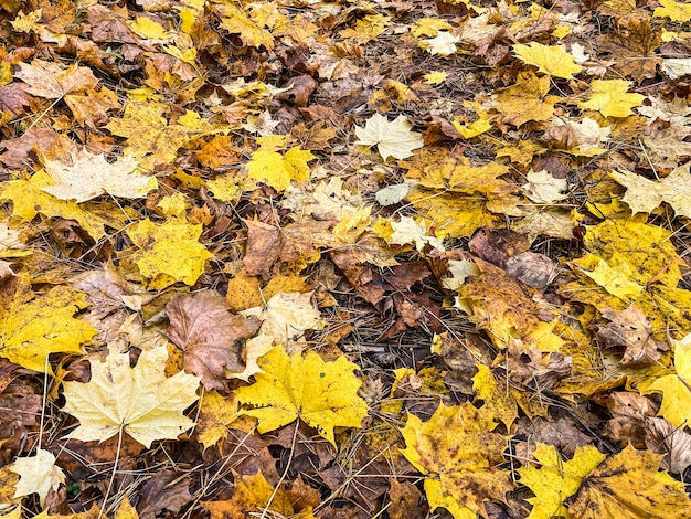 Autumn background of fallen yellow leaves in sunlight