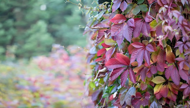 Autumn background from multicolored leaves of a climbing liana against the backdrop of an autumn garden with copy space