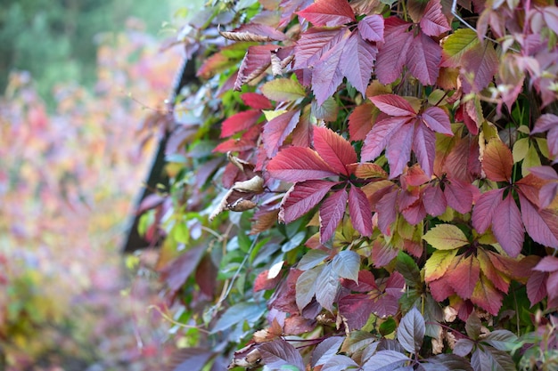 Autumn background from multicolored leaves of a climbing liana against the backdrop of an autumn garden