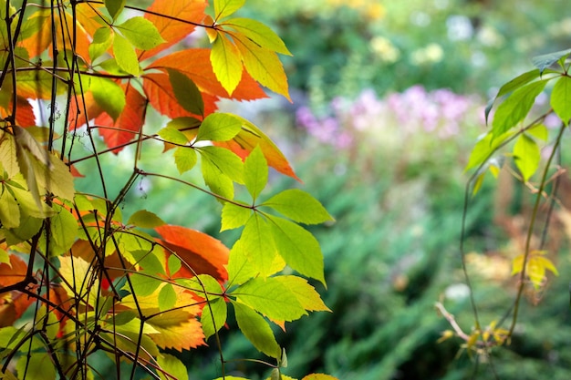 Autumn background from multicolored leaves of a climbing liana against the backdrop of an autumn garden