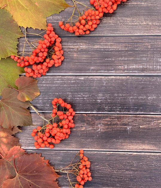 autumn background for halloween and thanksgiving day.