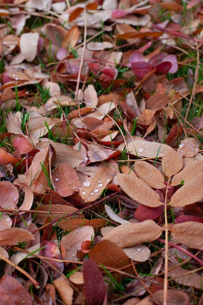 Autumn background of leaves fallen colorful leaves of trees lying on green grass with water drops fr...