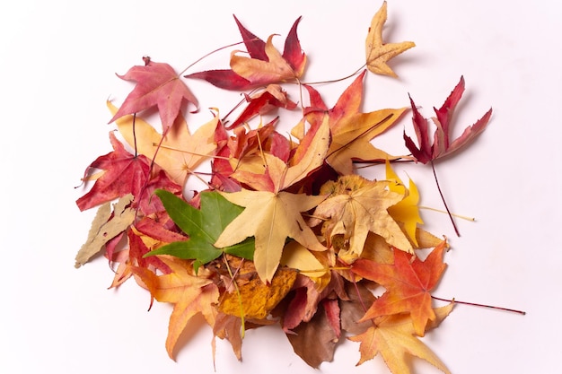 Autumn background leaves with the multiple colors of the fall season on a white background