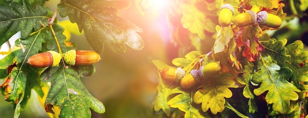 Autumn background oak branch with leaves and acorns in the sun panorama