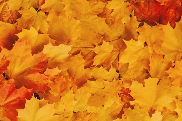 Autumn background of orange yellow maple leaves