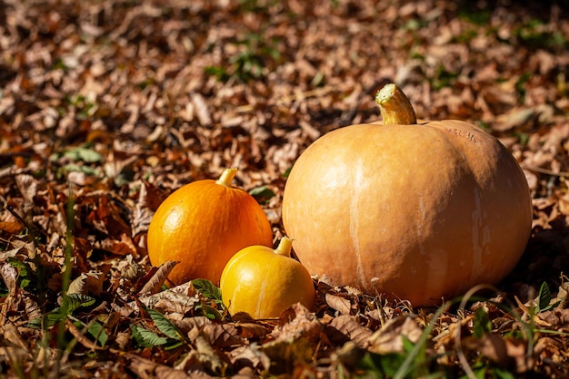 Autumn background - three pumpkins on dry yellow leaves.