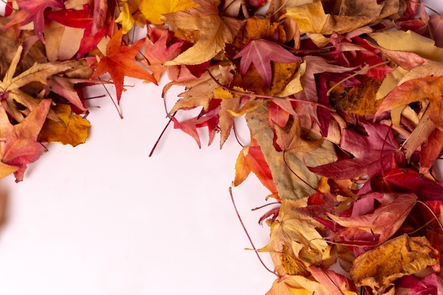 Autumn background top view of colored frame of leaves isolated on white background