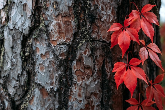 Autumn background tree bark with red virginia creeper leaves parthenocissus quinquefolia virginia