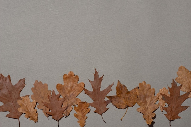 Autumn background with bright leaves and pumpkins