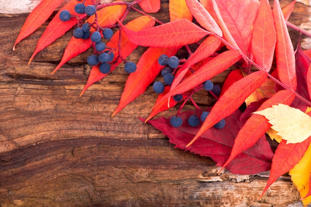 Autumn background with colored leaves on wooden board.