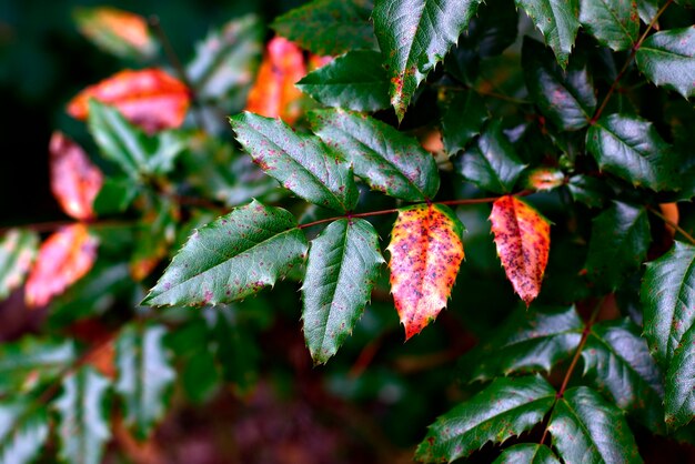 Autumn background with colorful leaves.