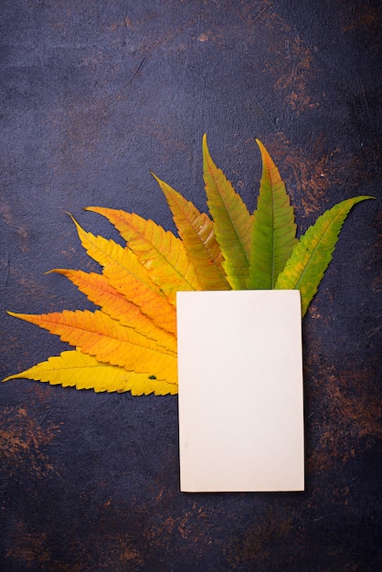 Autumn background with colorful leaves. 