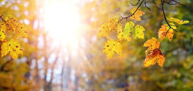 Autumn background with colorful maple leaves in the forest in sunny weather