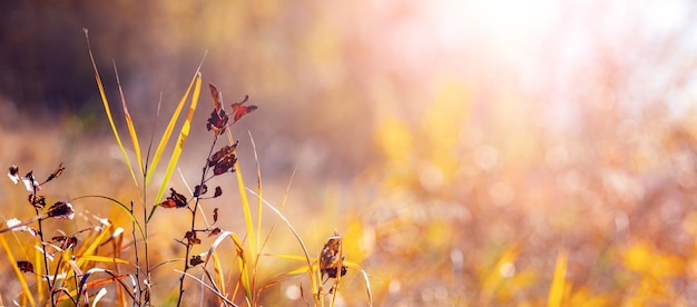 Autumn background with dry grass and colorful leaves on blurred background in sunny weather copy space