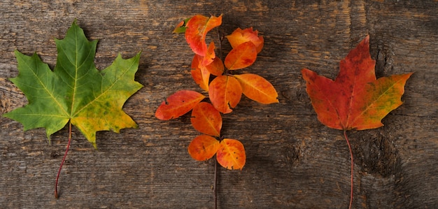 Autumn background with fallen leaves, golden autumn, top view, banner