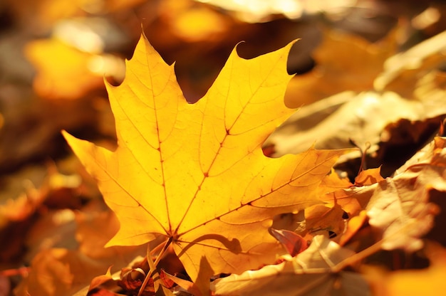 Autumn background with golden maple leaf, selective focus