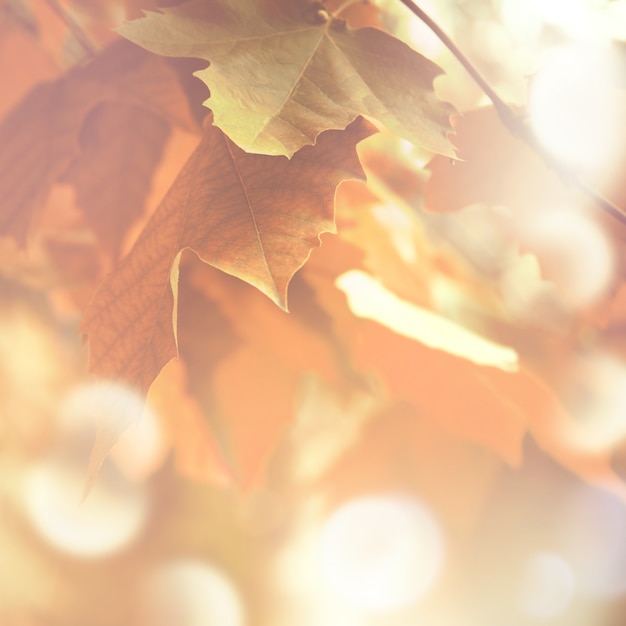 Autumn background with maple leaves with soft light and bokeh effect