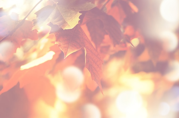 Autumn background with maple leaves with soft light and bokeh effect