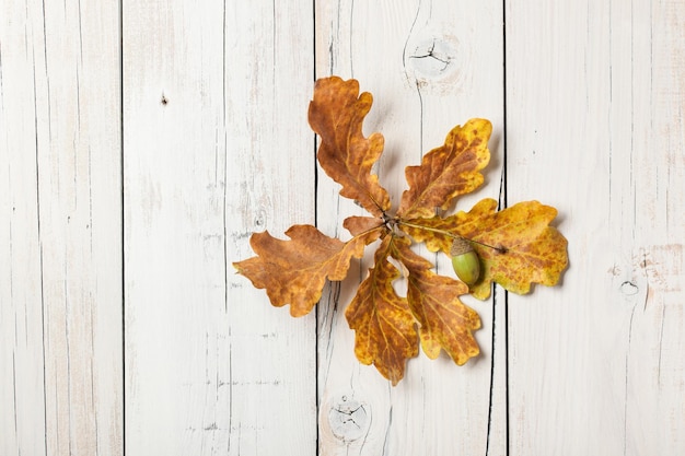 Autumn background with oak leaves