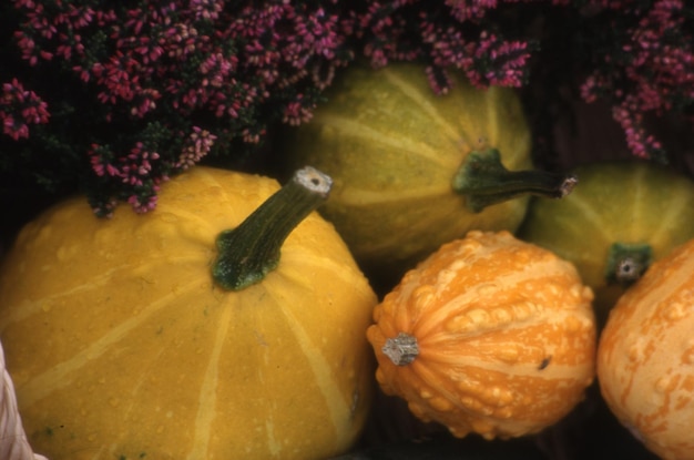 Autumn background with pumpkins and leaves