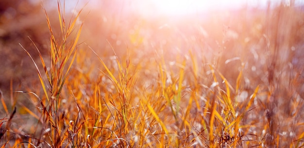 Autumn background with thickets of dry grass on a blurred background in bright sunlight