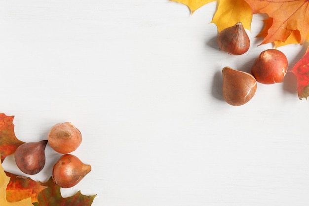 Autumn background with tulip bulbs on a white wooden table with copy space top view