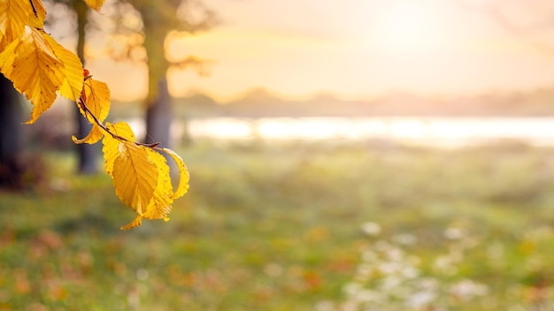 Autumn background with yellow autumn leaves on a tree by the river in sunny weather in the evening in soft pastel colors copy space