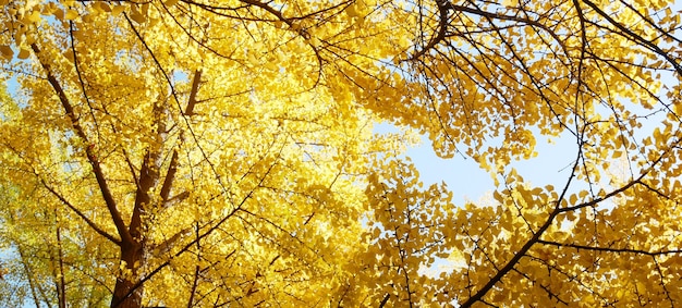 Autumn background with yellow ginkgo biloba leaves.