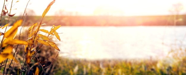 Autumn background with yellow leaves near the river in sunny weather during sunset copy space