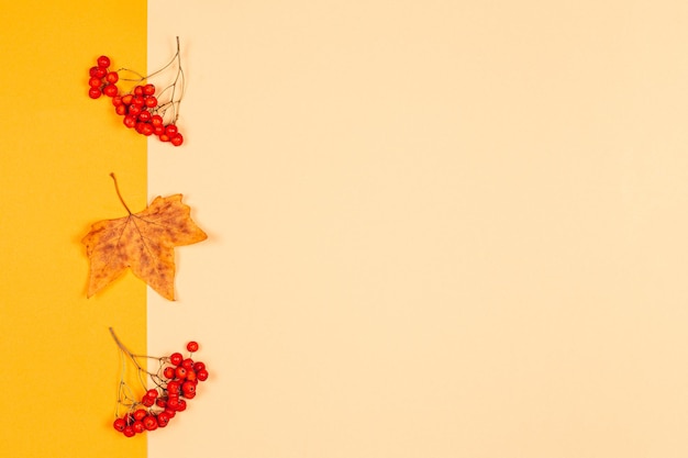 Photo autumn background with yellow maple leaf and rowan berries yellow pastel background