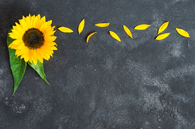 Autumn background with a yellow sunflower and petals on dark concrete.