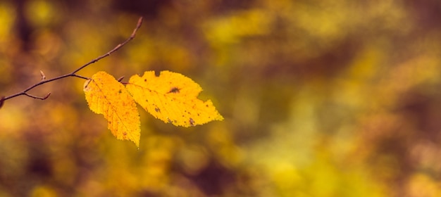 Autumn background. Yellow autumn leaves in the forest on a blurred background