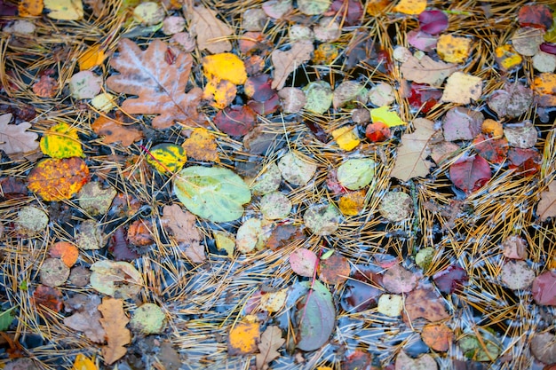 Autumn background Yellow fallen leaves in the water Forest leaf texture