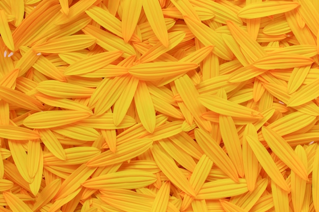 Autumn background of yellow flower petals of artichoke