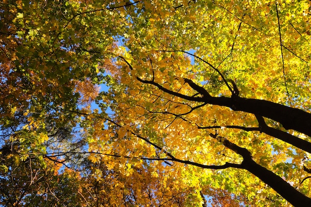 Autumn background of yellow leaves against the sky Selective focus