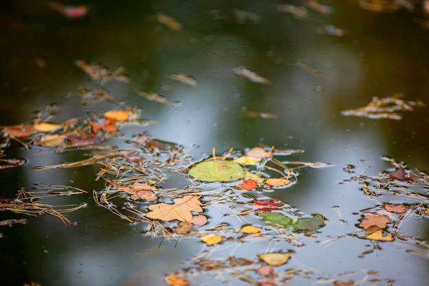 Autumn background Yellow leaves in water closeup