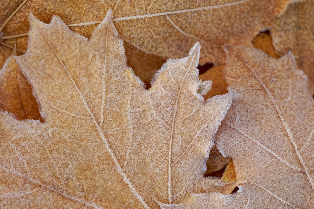 Autumn background