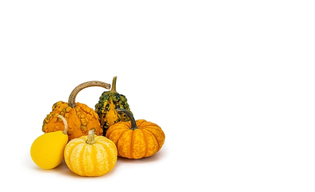 Autumn banner decorative pumpkins of different varieties on a white background