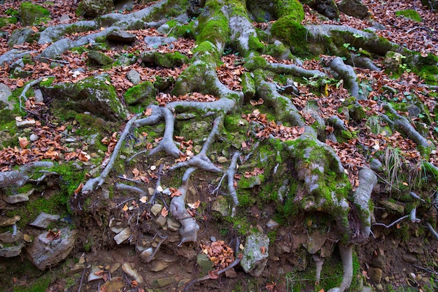 Autumn beech tree forest roots in Pyrenees Valle de Ordesa