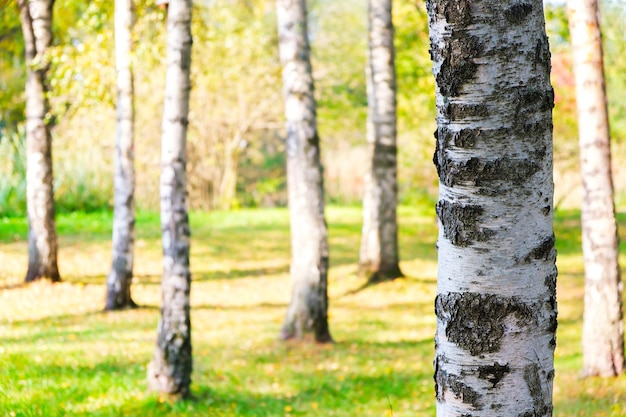 Autumn birch forest background