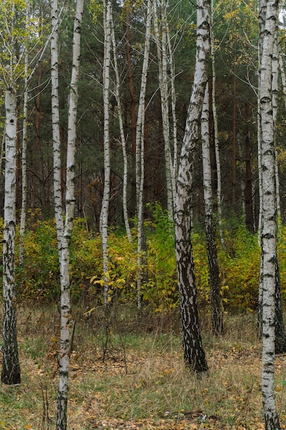 Autumn in the birch grove. Yellow fallen leaves.