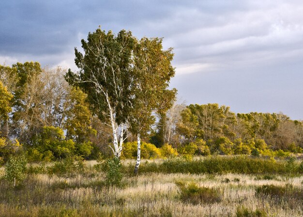 Photo autumn birch landscape in ochre tones