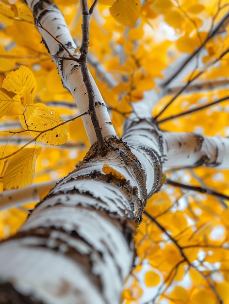 Autumn Birch Tree with Golden Leaves Nature and Seasonal Beauty