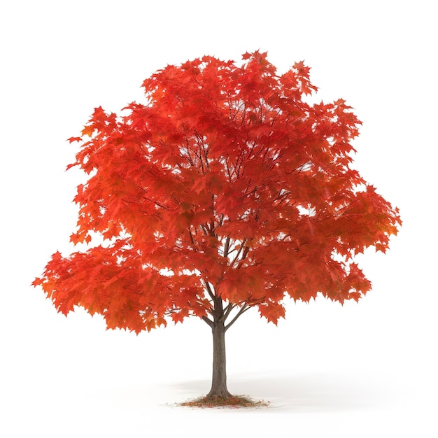 Autumn Blaze Maple isolated on white background generate ai