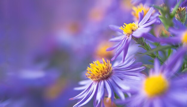 Autumn, blue chrysanthemums. Background for a beautiful postcard. Blurred image. selective focu