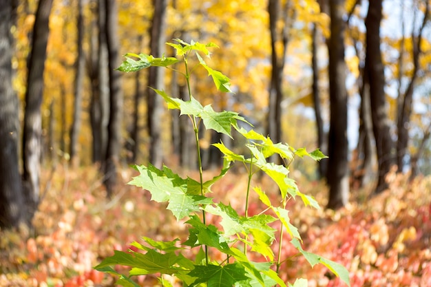 Autumn branch of the tree