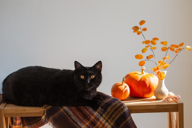 Autumn branches with orange leaves in vase and black cat on white background