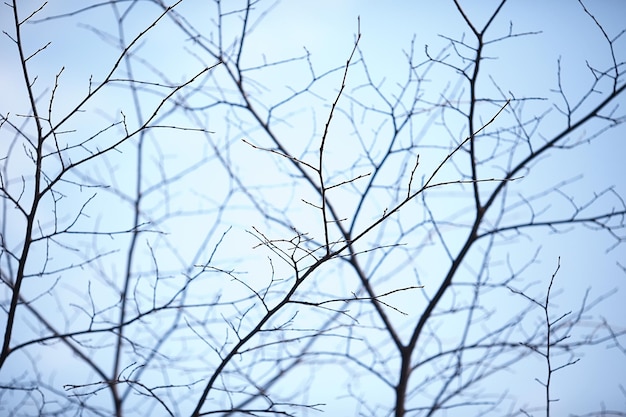 autumn branches without leaves background / abstract seasonal nature background, bare branches, leaves flew around, autumn