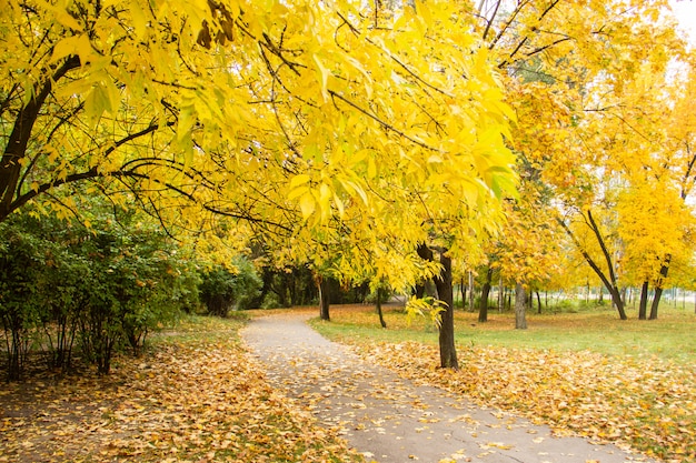 Autumn bright color park with trees