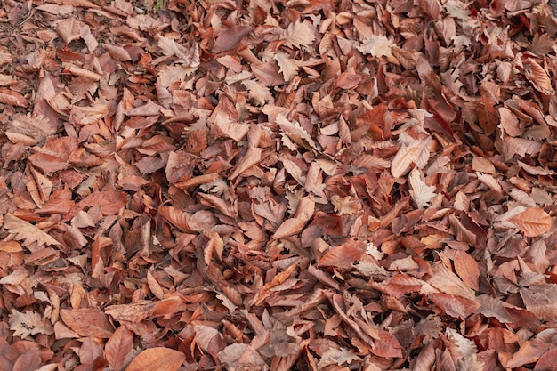 Autumn brown leaves